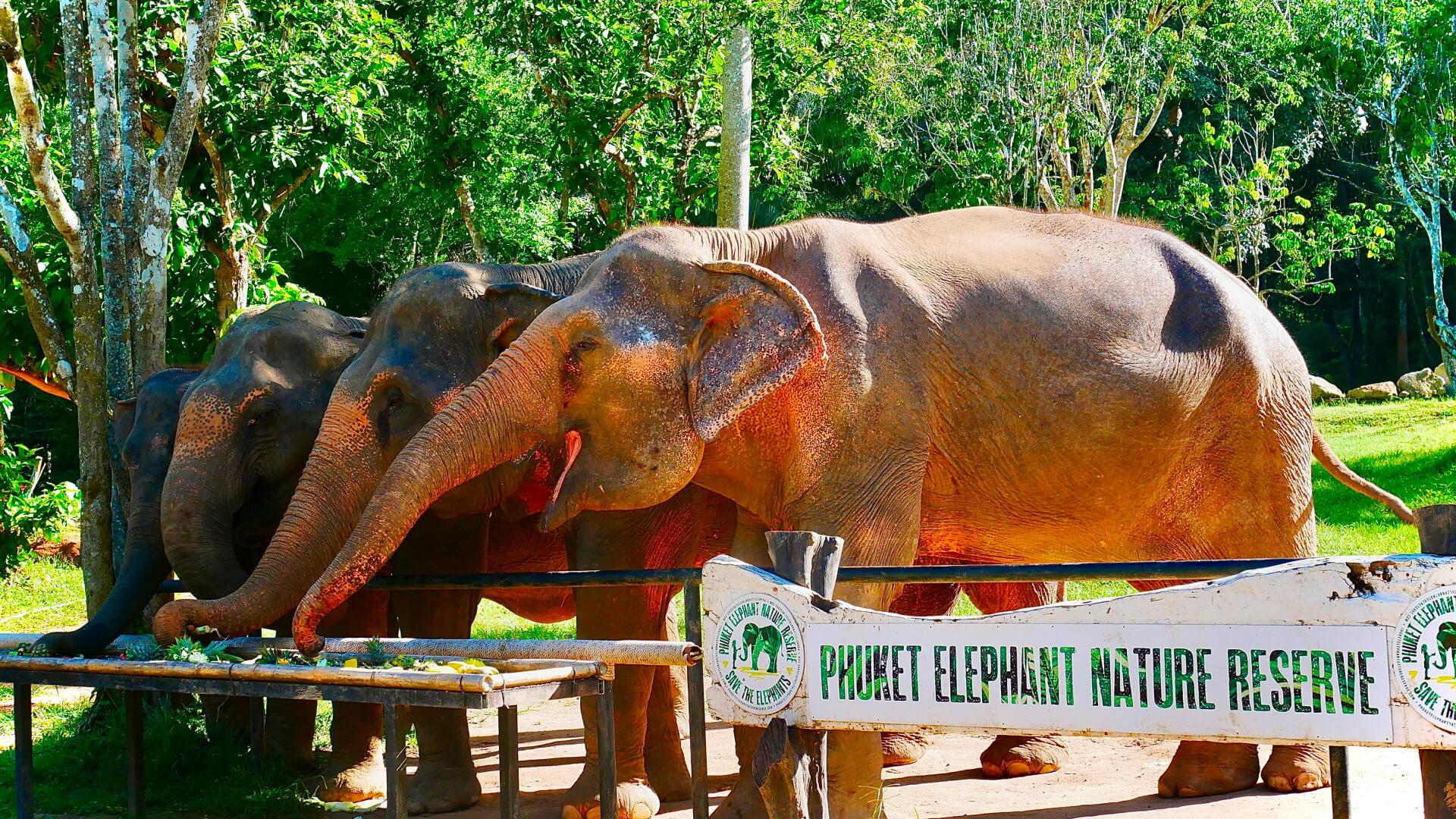 Среда счастливого обитания