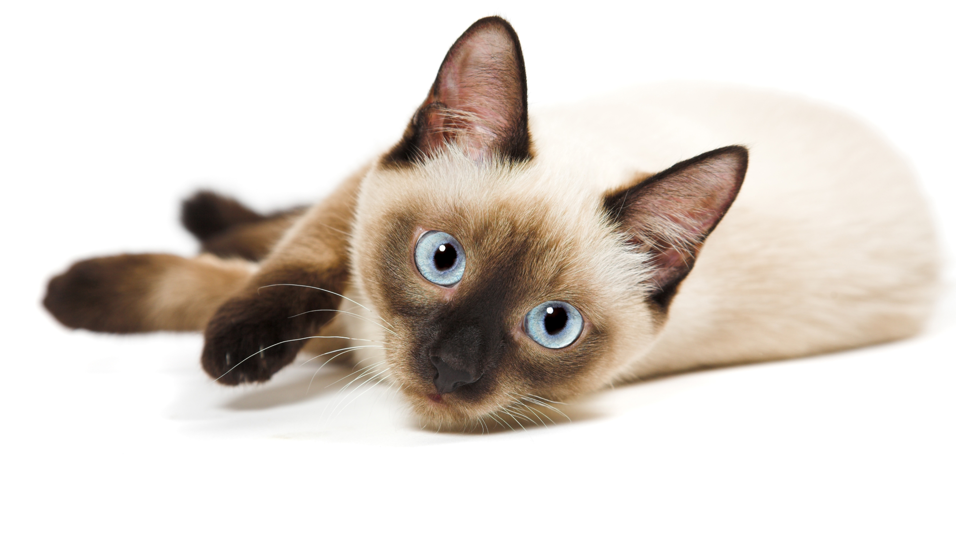 Черная, белая, сиамская…